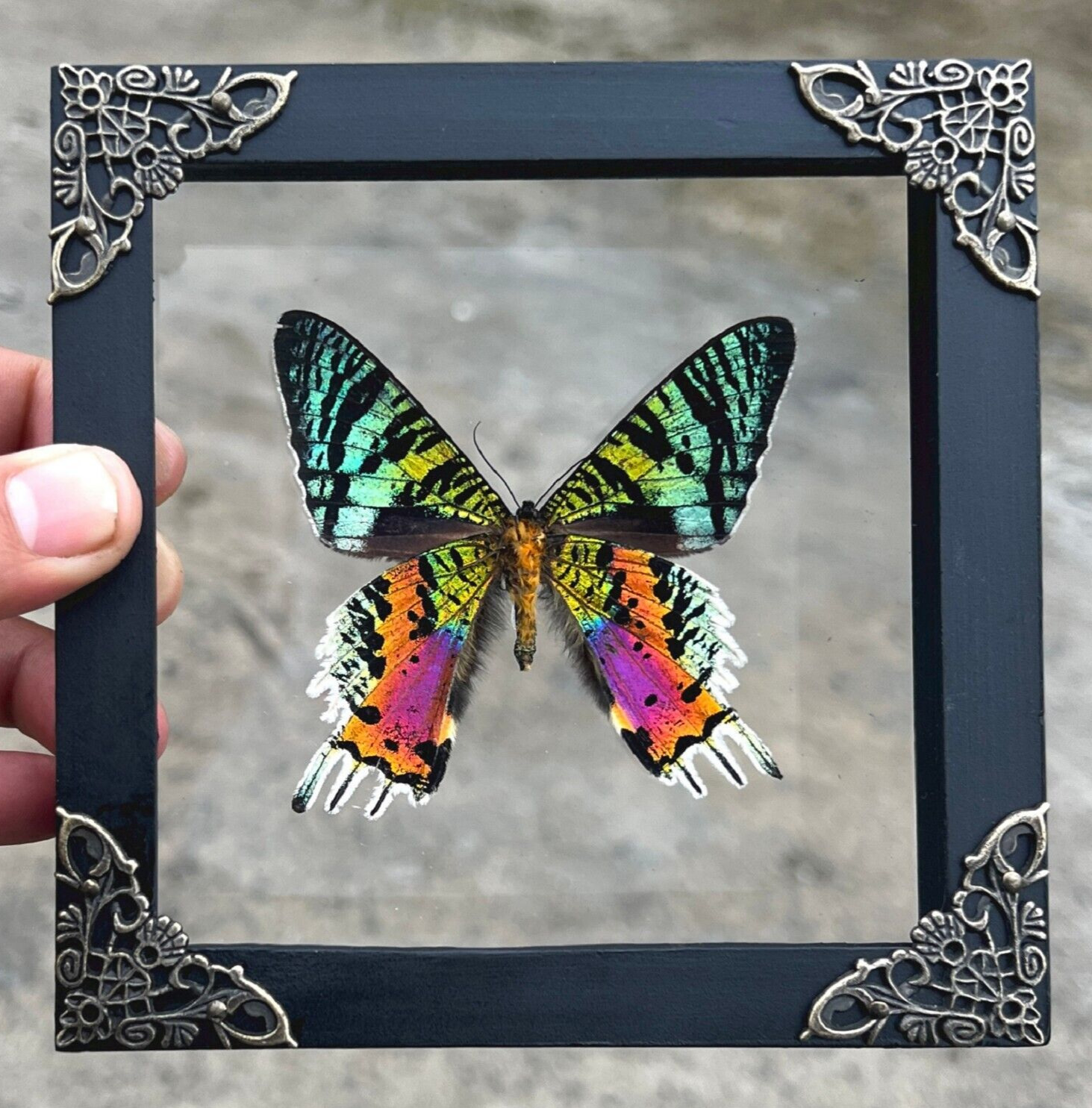 Madagascan Sunset Moth Framed Taxidermy Butterfly Clear Frame Antique Wall Decor