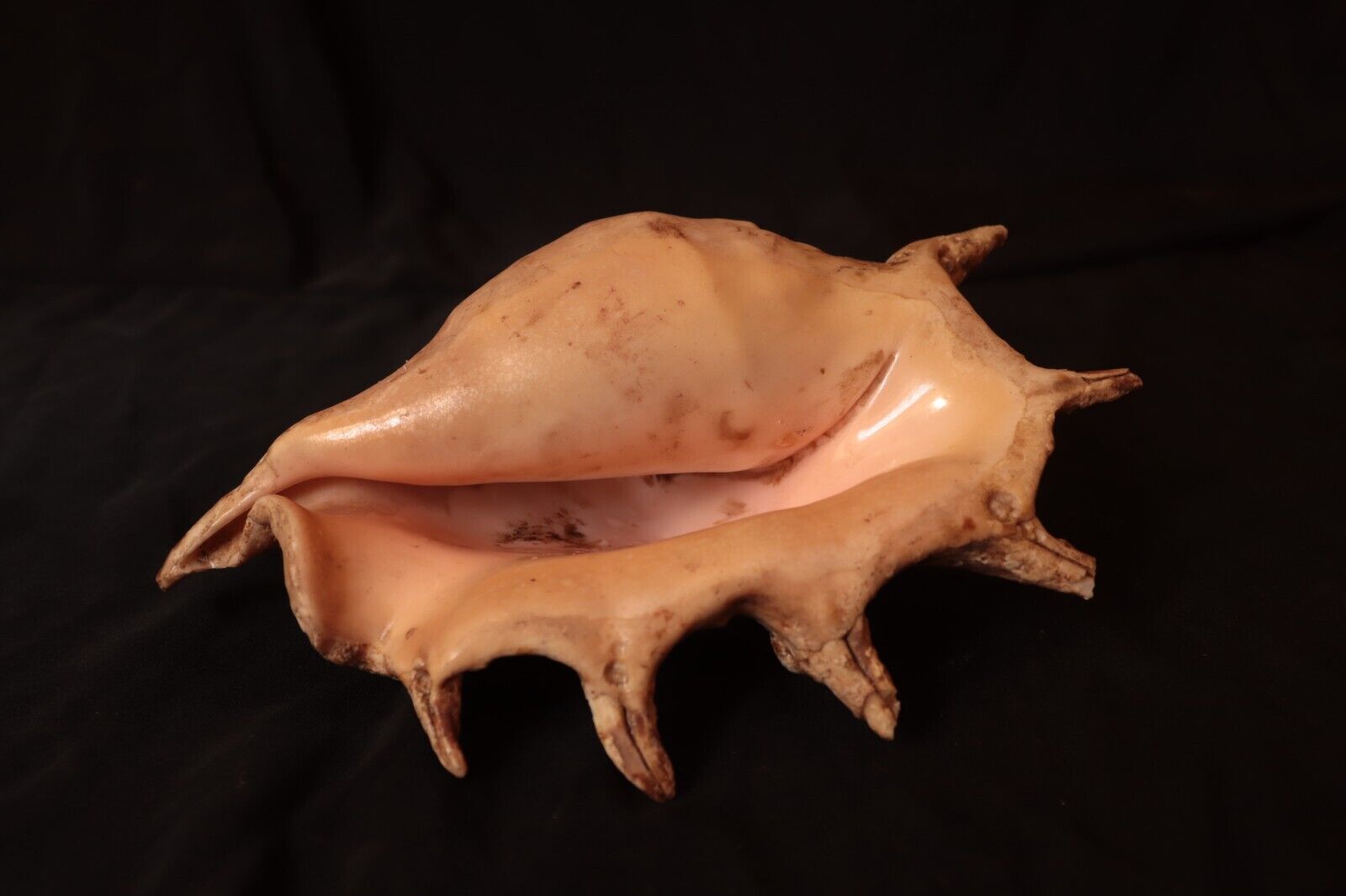 Vintage Big Seashell Spider Conch Lambis Truncata, Beautiful Seashell For Decor