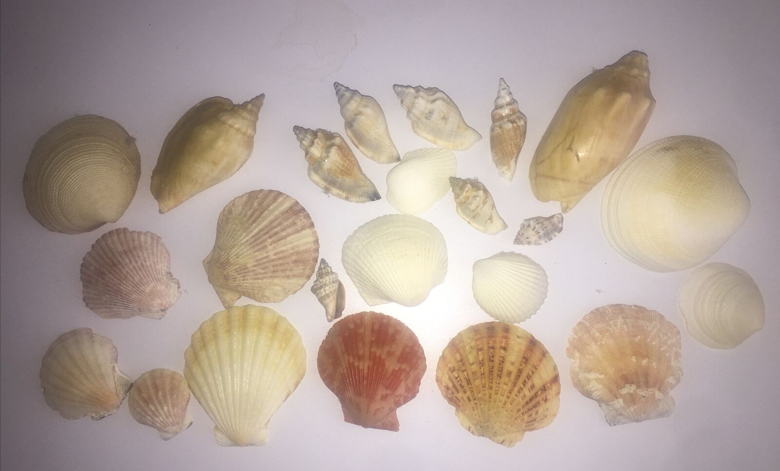 Sea Shells Mixed Lot Of 23 Sea Shells