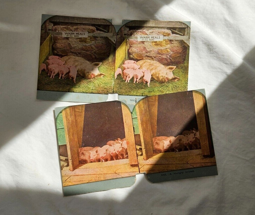 Lot of 2 Stereoview Piglets on Farm \