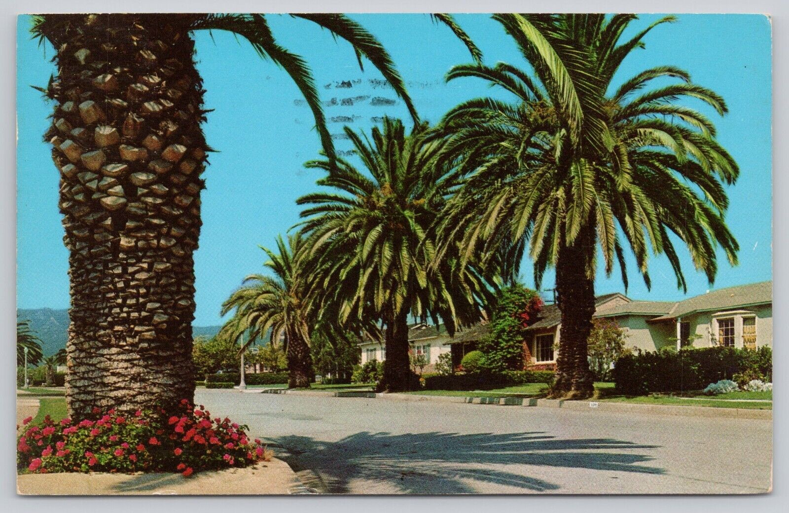 Postcard  View of Residential Street in Pacific Palisades CA c1962