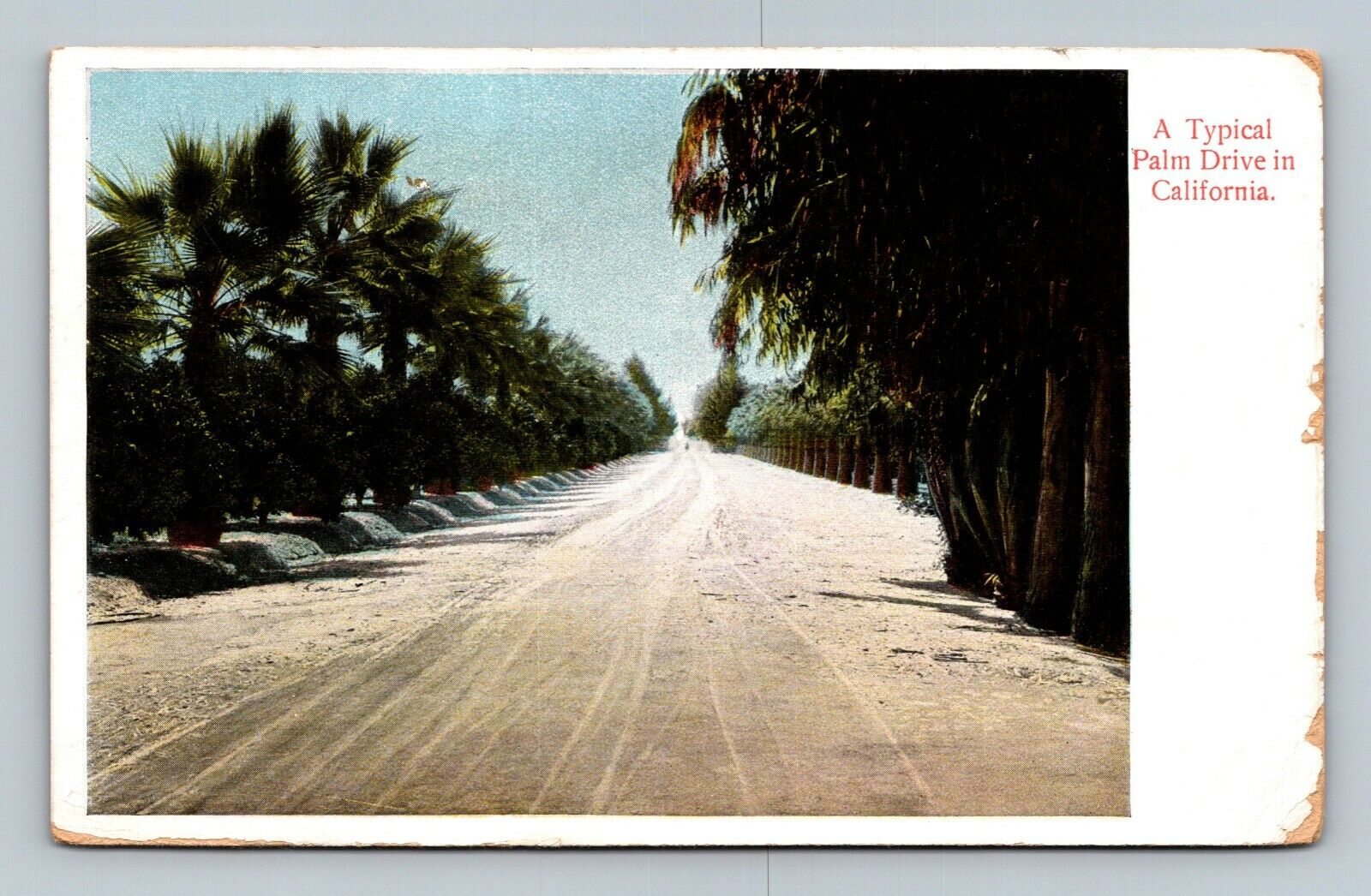Postcard A Typical Palm Drive In California 