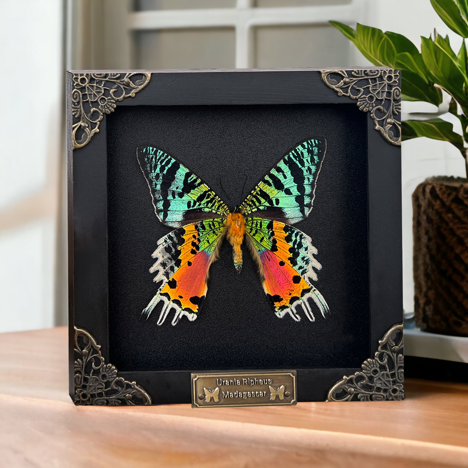 Taxidermy Madagascan Sunset Moth Framed Insect Curiosities And Oddities Decor