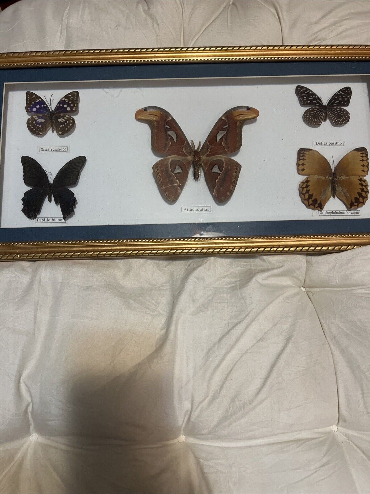 5 Real Butterflies Bob Lehman Morpho Heliconius Smyrna VTG 1974-5 Honduras Frame