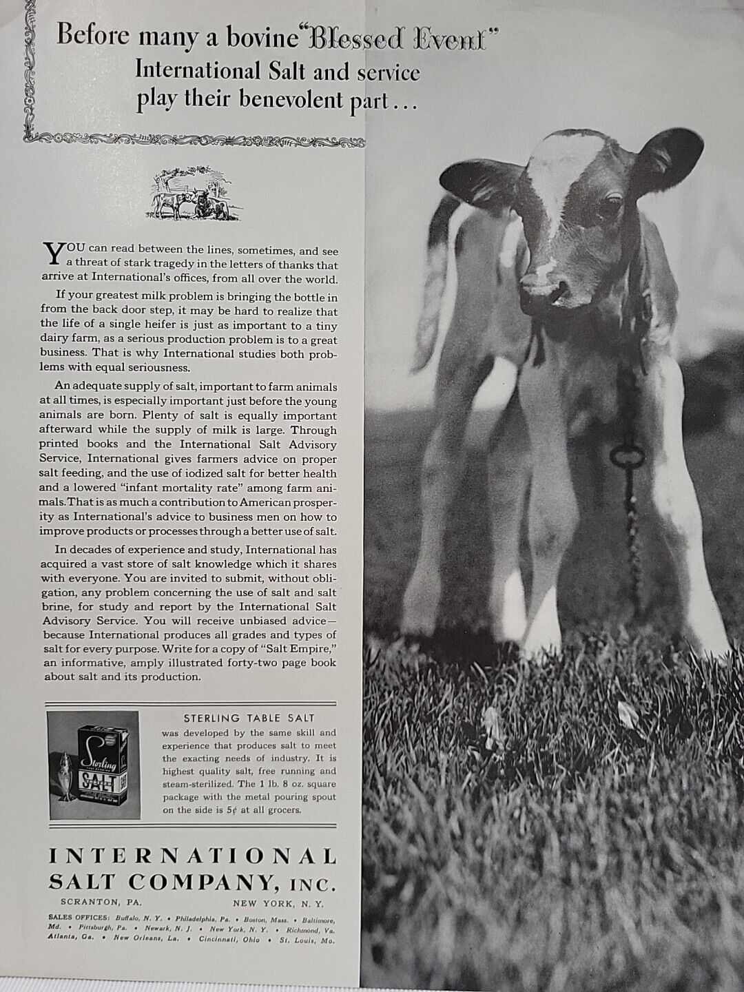1939 International Salt Company Calf  Fortune Magazine Print Ad Scranton Cow