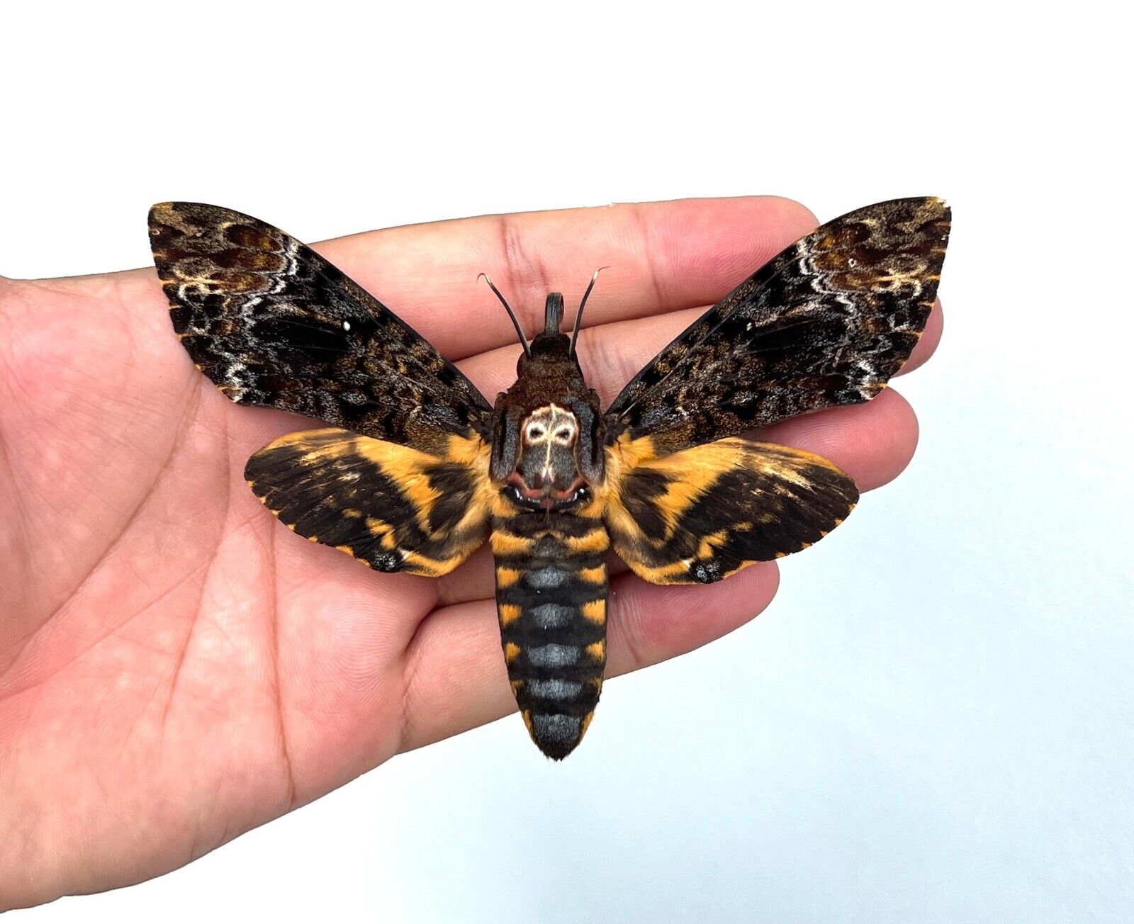 Real Death Head Moth Gothic Taxidermy Insect Skull Moth Oddities Collection