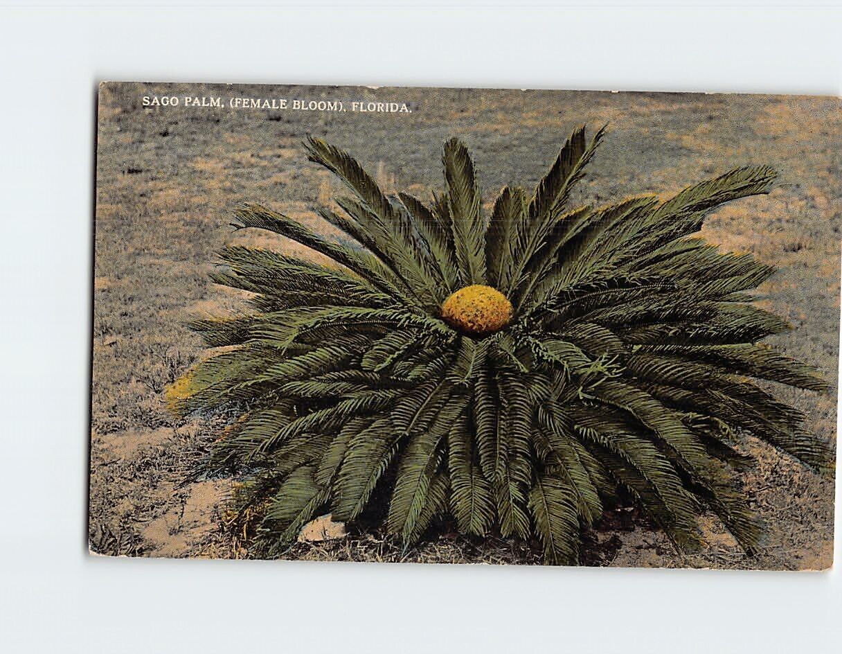 Postcard Sago Palm, (Female Bloom), Florida