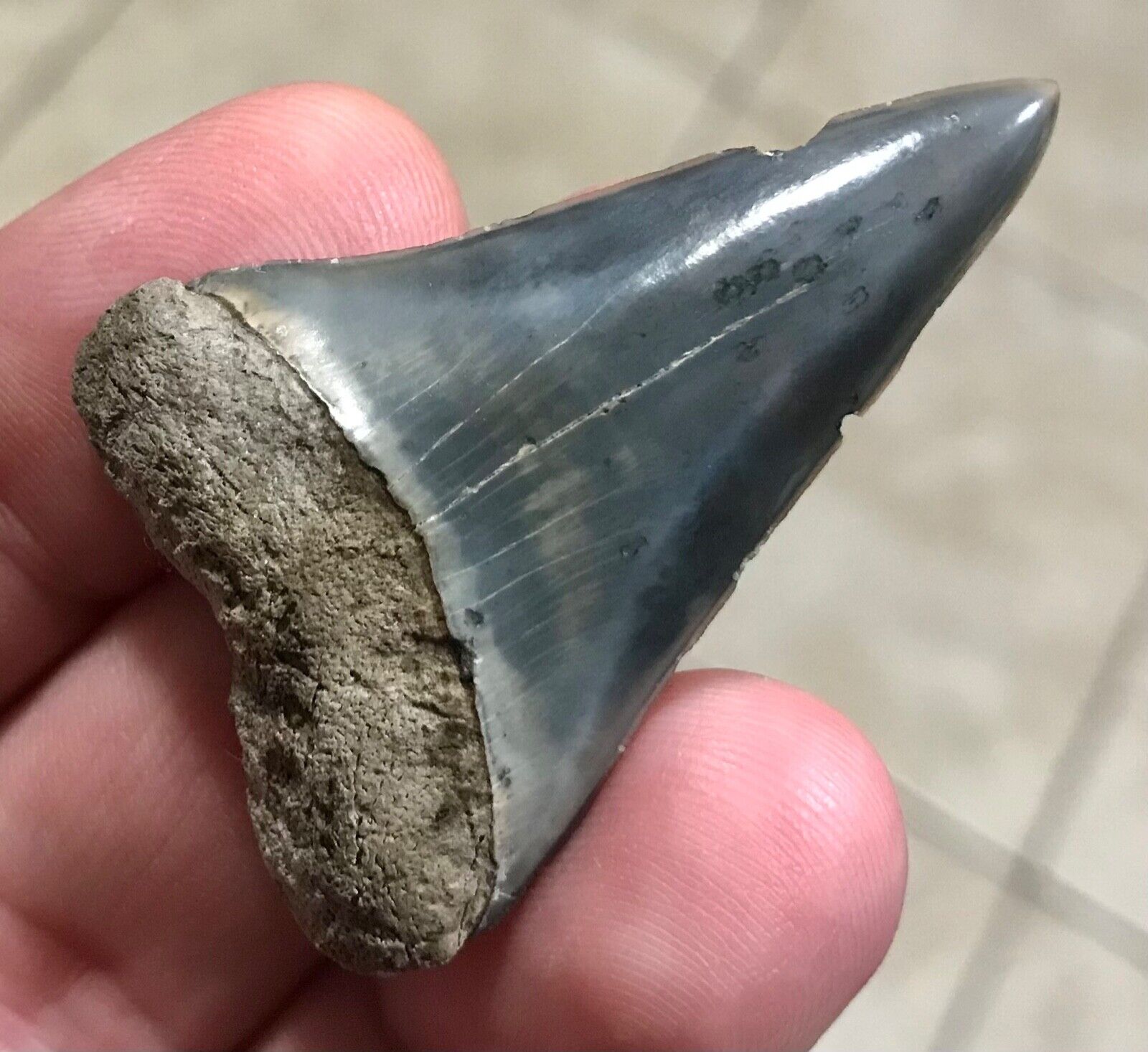 SUPER PRETTY BLUE - S.W.FLORIDA LAND FIND -2.0” HASTALIS Mako Shark Tooth Fossil