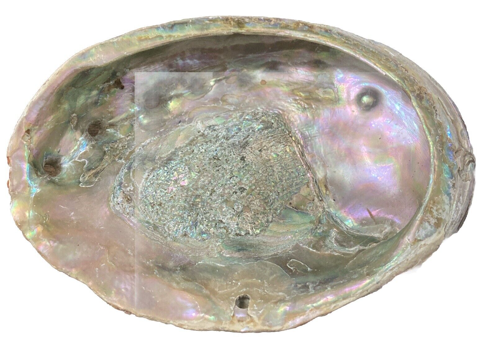 Large Vintage RED Abalone Shell for Crafts Jewlery Art Decor 7.25” X 5.5” #10