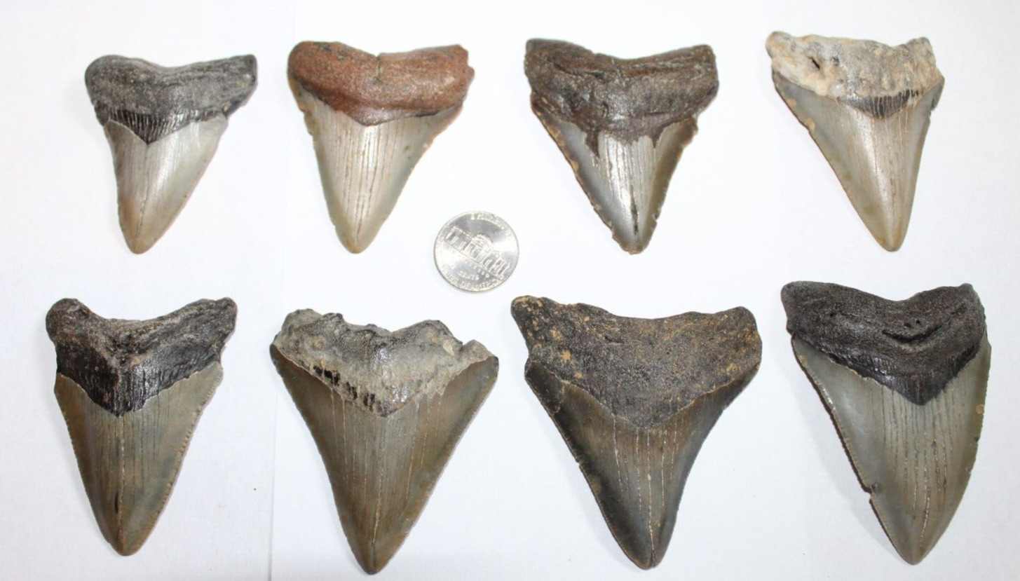 MEGALODON Shark Tooth Fossils No Repair Natural LOT OF 8 BEAUTIFUL TEETH