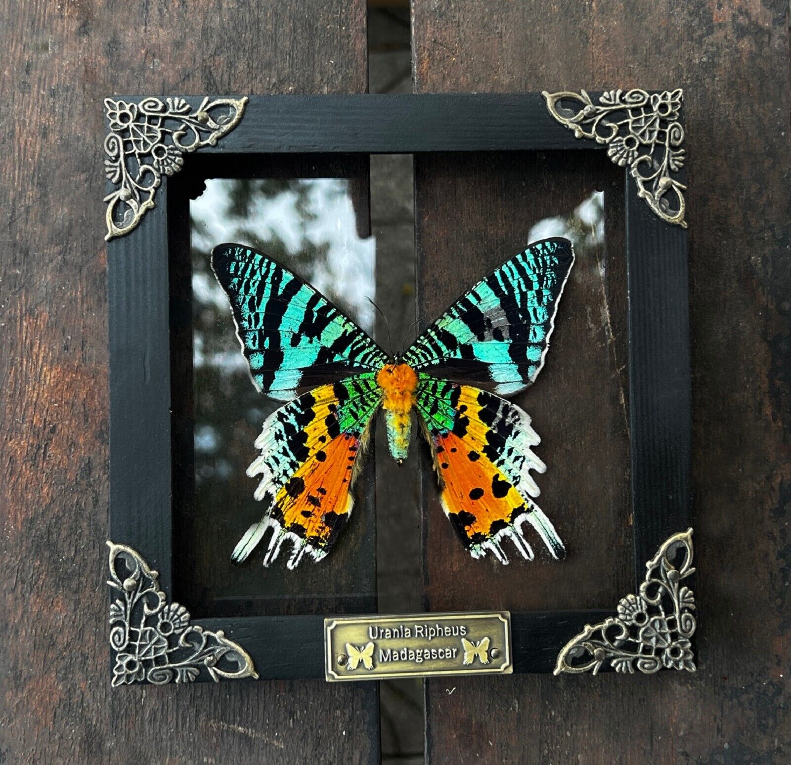 Madagascan Sunset Moth Preserved Butterfly Framed Insect in Clear Shadow Box