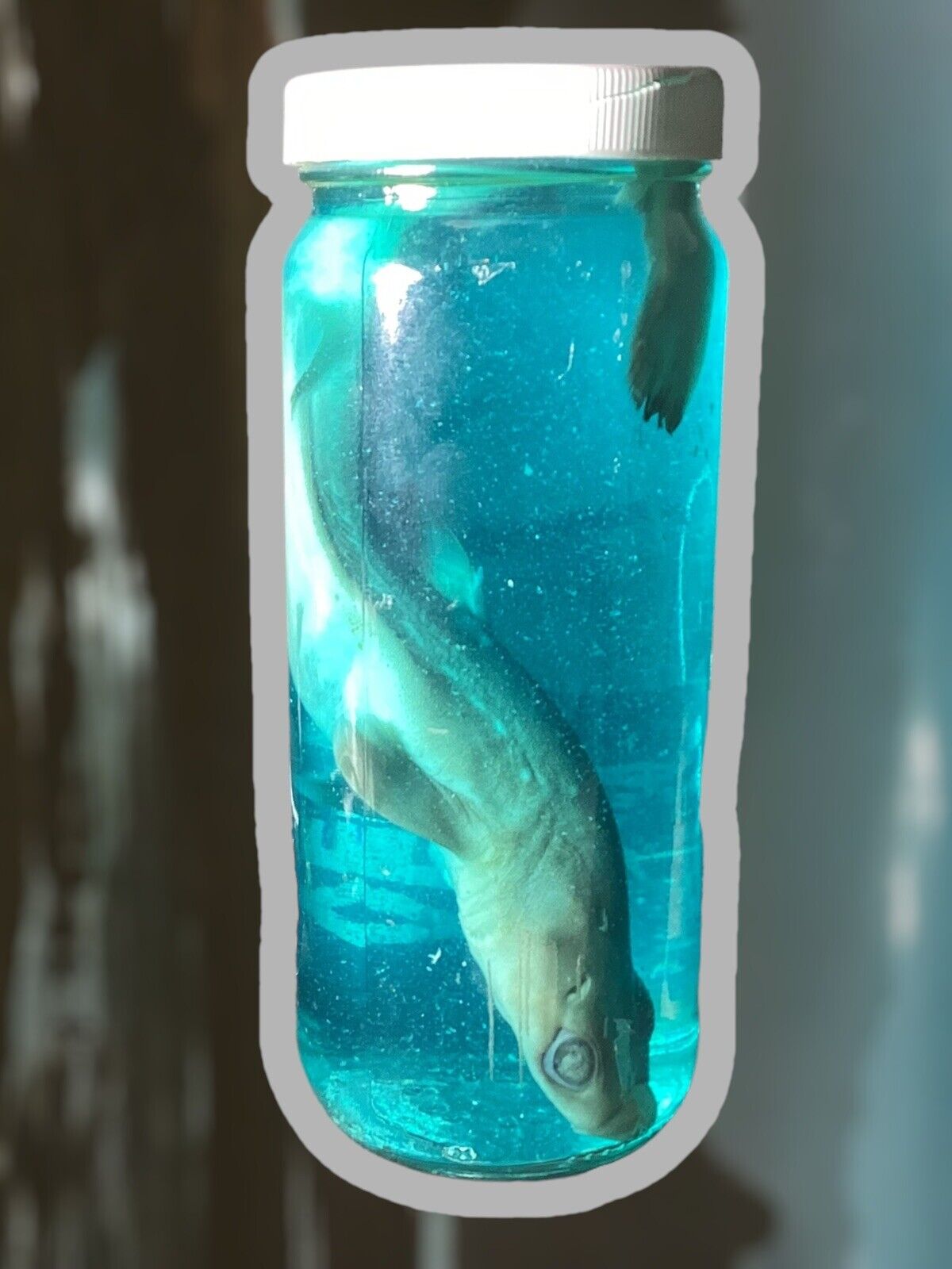 Oddity Baby Shark Preserved In Glass Jar Wet Specimen Weird Convo Starter Cool