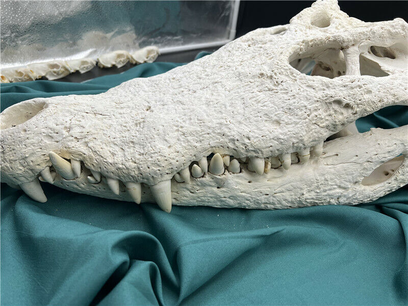 1 pcs 24 inch large skull Real Crocodile Skull Taxidermy Animal skull specimen