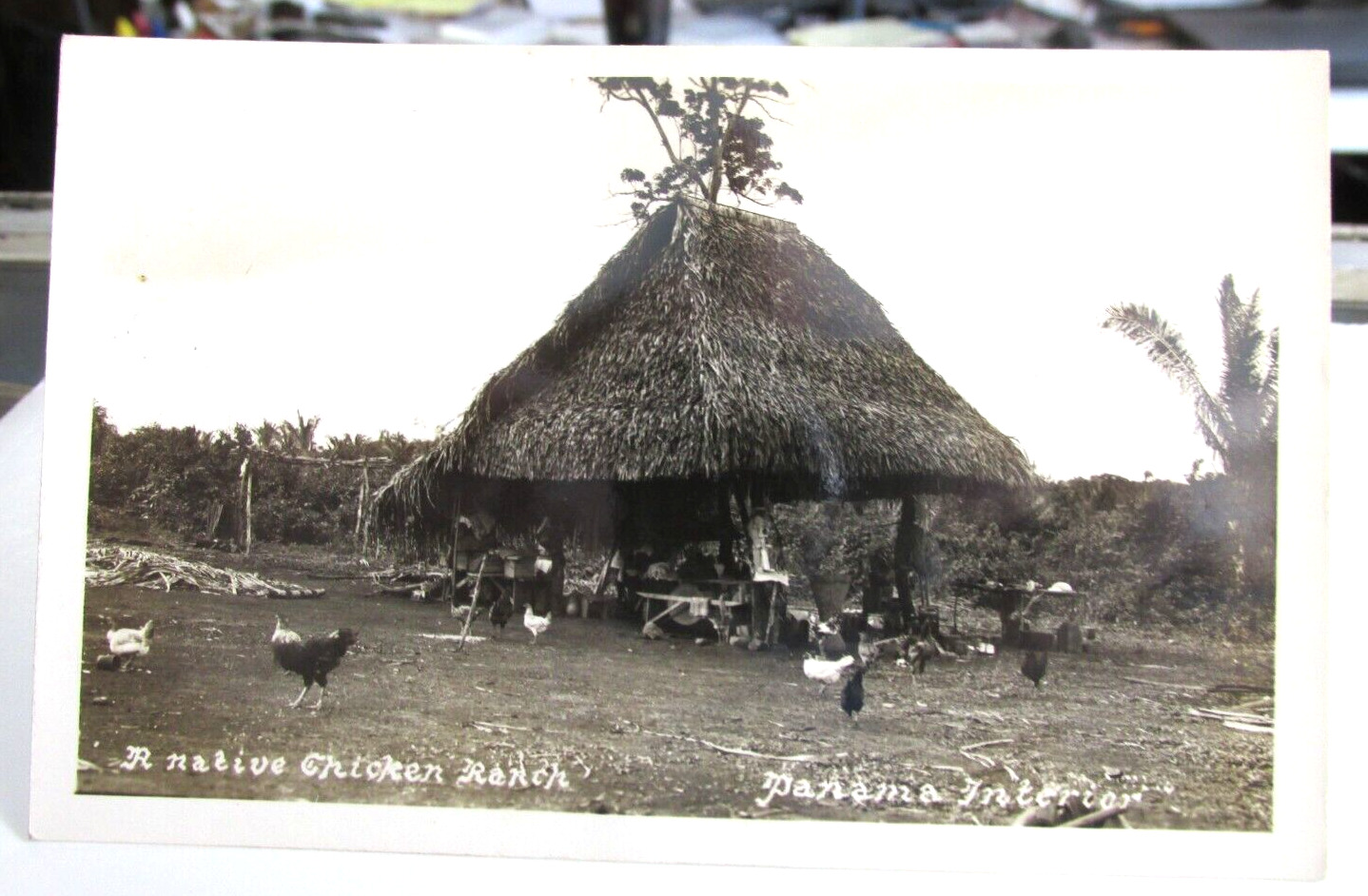 1940s-50s PANAMA Real Photo Postcard RPPC Of A Native Chicken Ranch, Grass Hut