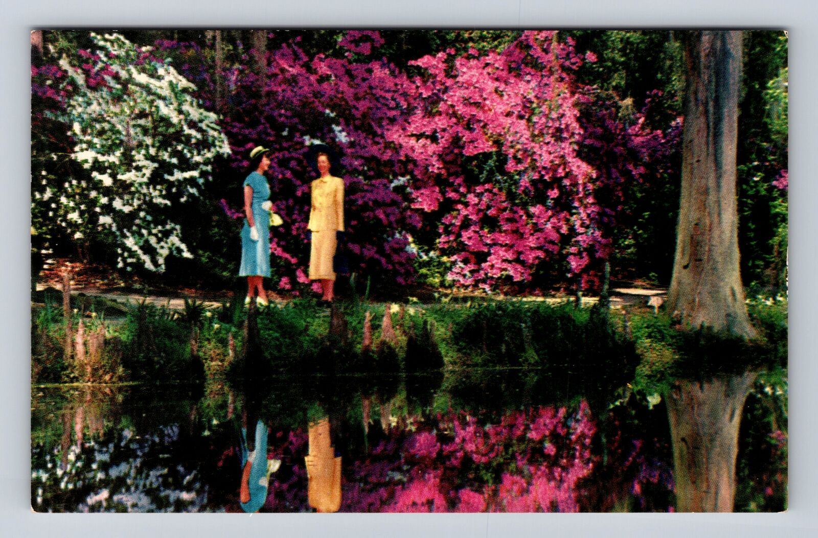 Charleston SC-South Carolina, Magonlia Gardens, Antique, Vintage Postcard