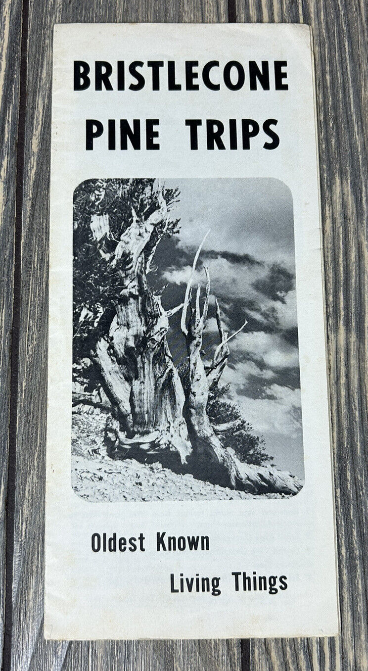 Vintage Bristlecone Pine Trips Oldest Known Living Things Brochure Pamphlet A