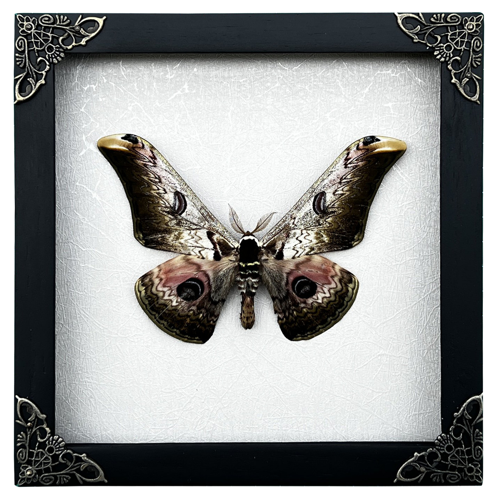 Moth Preserved Shadow Box Real Insect Taxidermy Oddities Decor Entomology Gift
