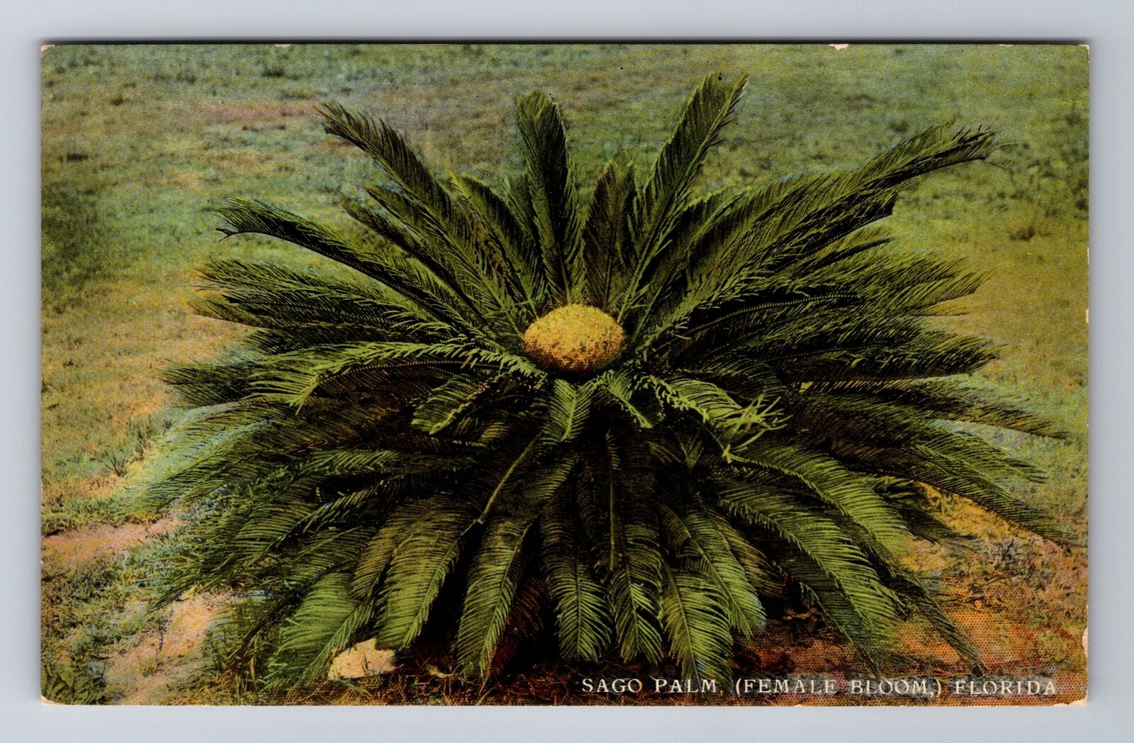 FL- Florida, Sago Palm, Flowers, Antique, Vintage Souvenir Postcard