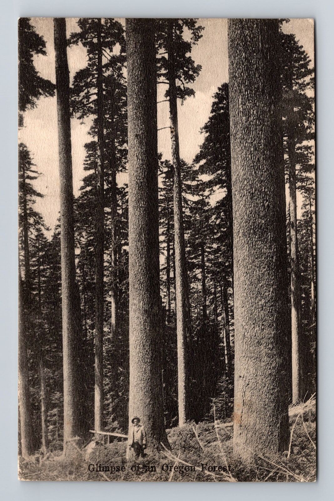 OR-Oregon, Glimpse Of An Oregon Forest, Antique, Vintage Postcard