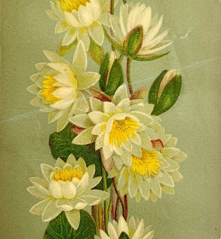 1880s-90s Water Lily Victorian Greeting Card Unused 7 x 4\