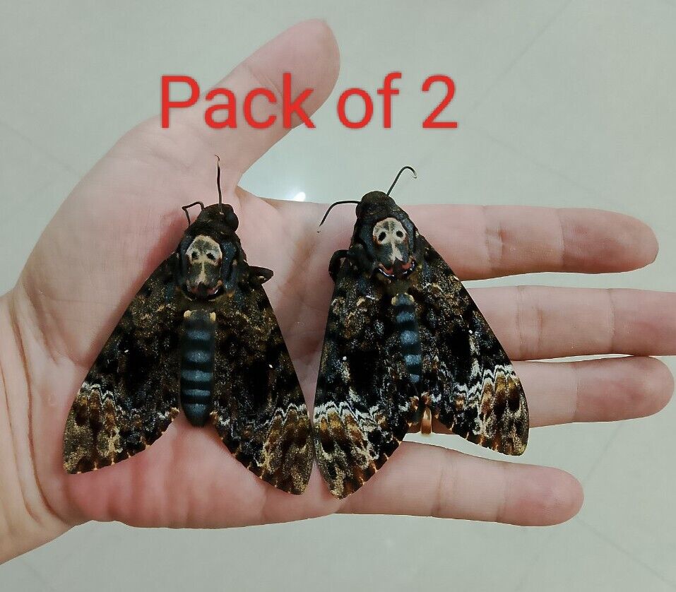 2 pcs males Real Death Head Moth Acherontia lachesis closed wings A1