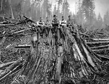 1925 Loggers Sitting on Cedar Stump Washington Vintage Picture Photo 8.5x11 picture