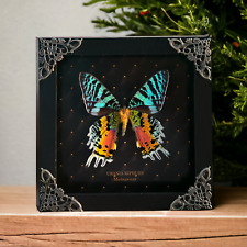 Gothic Decor Madagascan Sunset Moth Framed Real Insect Taxidermy Gifts for Lover picture