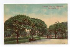 DB Postcard, Umbrella Trees, St.James Park, Los Angeles, California picture