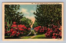 Asheville NC-North Carolina, Beautiful Azalea Garden, Antique Vintage Postcard picture