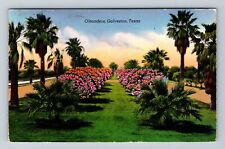 Galveston TX-Texas, Oleander City, Antique Souvenir, Vintage Postcard picture