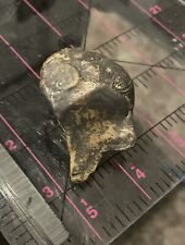 Buffalo Stone Art Pecking Scraper Drill Hide Tool Fossil Shell Artifact Geofact picture
