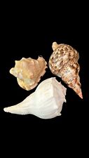 3 Large Beautiful Seashells: Horned Helmut, Atlantic Triton & Lightning Whelk picture
