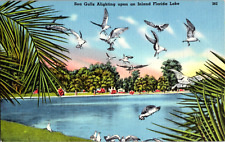 Vintage 1940's Sea Gulls Flying & Landing on an Inland Lake Florida FL Postcard picture