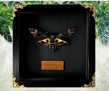 Real Acherontia atropos Death Head Moth Frame, gift picture