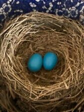 Realistic Pair FAUX ROBIN'S EGGS  Easter  Crafting  SPRING AT LAST   picture