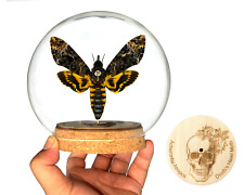 Real Death Head Moth Acherontia Entomology Glass Dome Insect Silence of the Lamd picture
