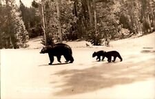 Large Bear with Cubs RPPC Postcard picture