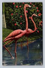 Sarasota FL-Florida, Exotic Flamingos, Sarasota Jungle Gardens Vintage Postcard picture