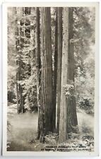 Postcard RPPC California Muir Woods CA Redwoods 1930s Unposted SSSS picture