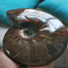 1.66 LB Rainbow Natural conch Ammonite fossil specimens of Madagascar W5258 picture
