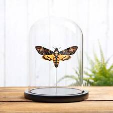Death's Head Hawk Taxidermy Moth in Glass Dome (Acherontia atropos) picture