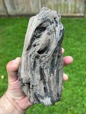 Texas Petrified Live Oak Wood 7x4x3 Agatized Detailed Rotted Knotted Branch picture