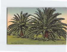 Postcard Sago Palms in Florida USA picture
