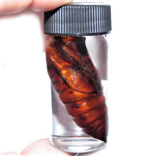 Acherontia atropos pupa silence of the lambs deaths head moth preserved cocoon picture