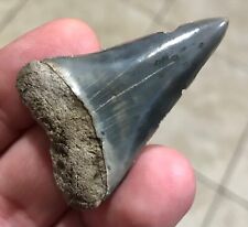 SUPER PRETTY BLUE - S.W.FLORIDA LAND FIND -2.0” HASTALIS Mako Shark Tooth Fossil picture