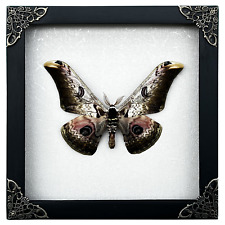 Moth Preserved Shadow Box Real Insect Taxidermy Oddities Decor Entomology Gift picture
