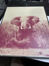 Rare NORMAN MYERS original PHOTGRAPHIC PRINT Elephant AFRICA WILDLIFE picture