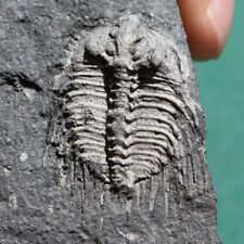 Extremely Rare Trilobite Fossil Kettneraspis aracana Bolivia Silurian picture