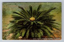 FL- Florida, Sago Palm, Flowers, Antique, Vintage Souvenir Postcard picture