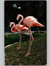 c1960 Colorful Flamingos Miami Florida FL Chrome Postcard picture